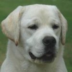 Integrity Farm Labrador Retriever Pups--Integritys Allie ash